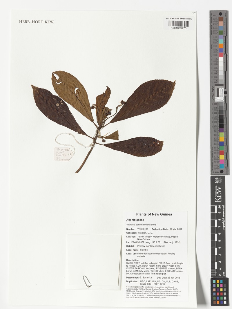 Saurauia schumanniana photo 2