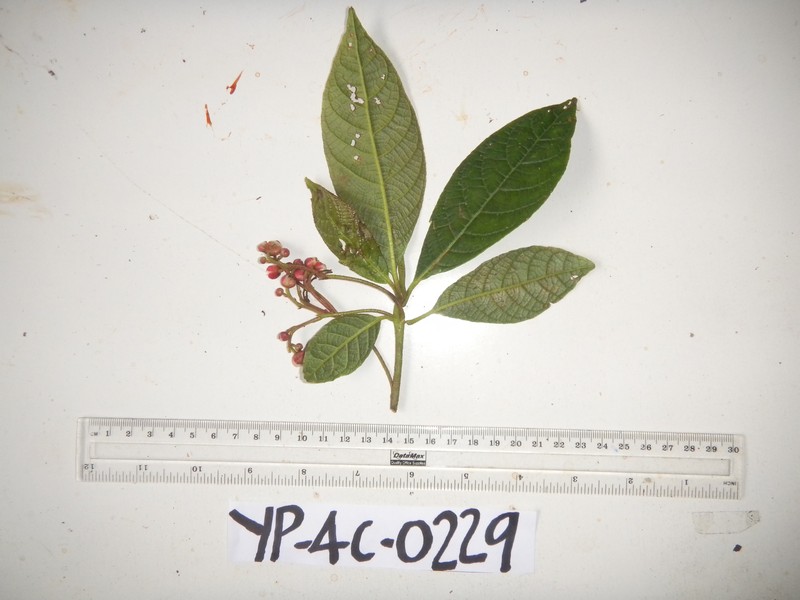 Saurauia schumanniana photo 3