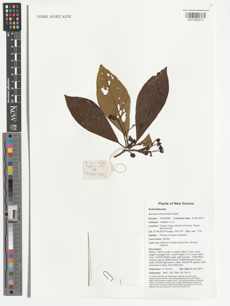 Saurauia schumanniana photo 4