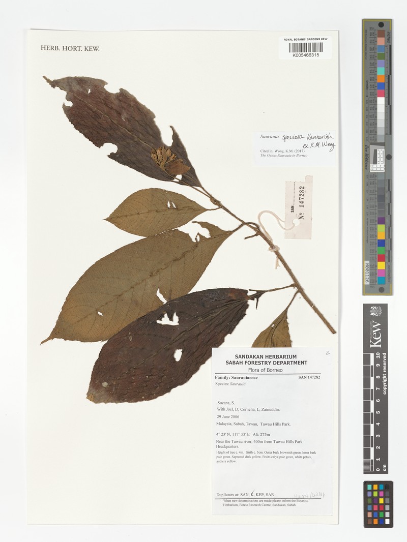 Saurauia speciosa