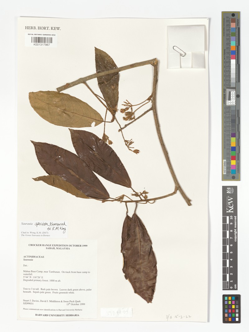 Saurauia speciosa photo 2