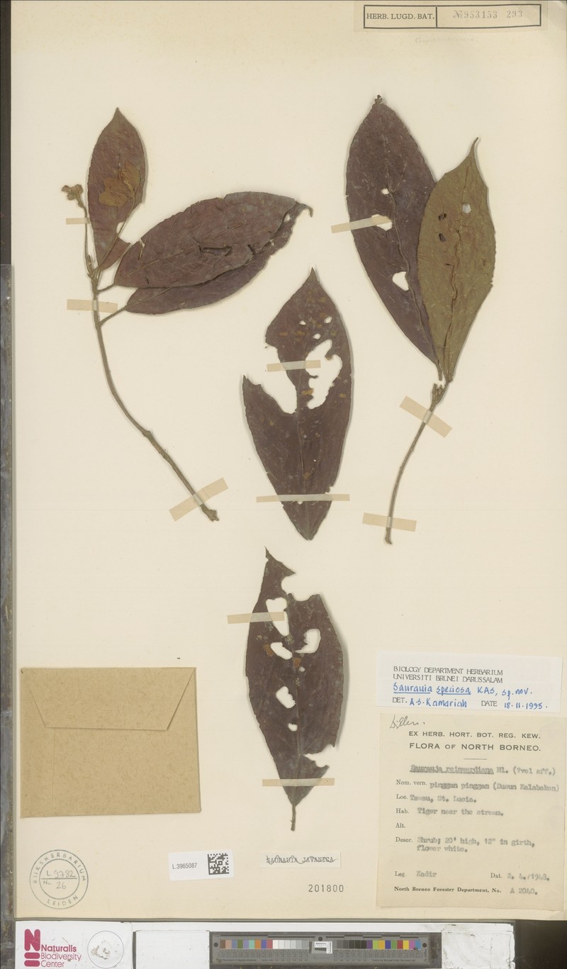 Saurauia speciosa photo 3
