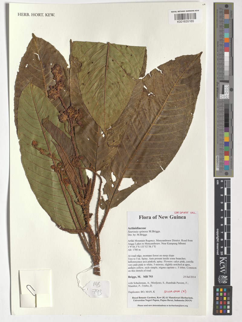Saurauia spinosa