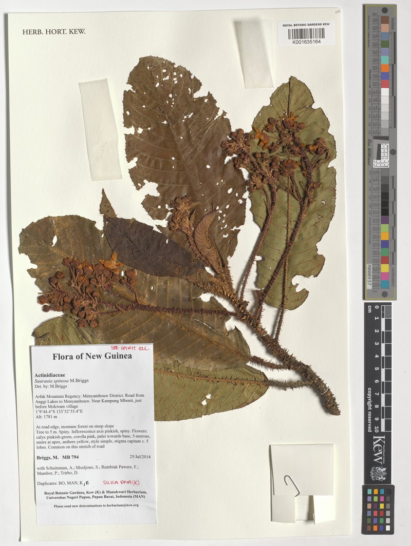 Saurauia spinosa photo 2