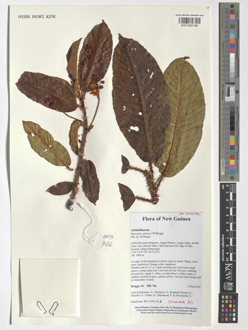 Saurauia spinosa photo 3