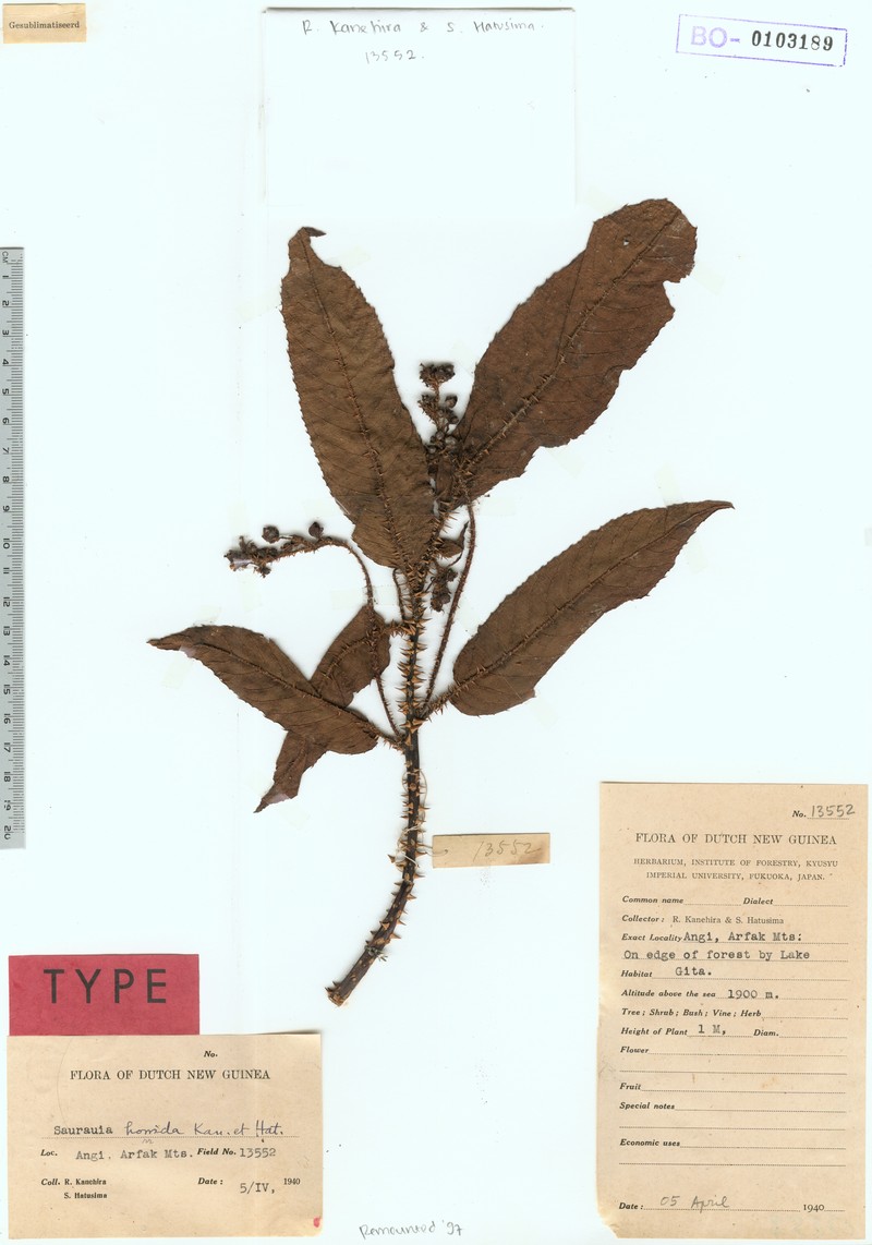 Saurauia spinosa photo 4