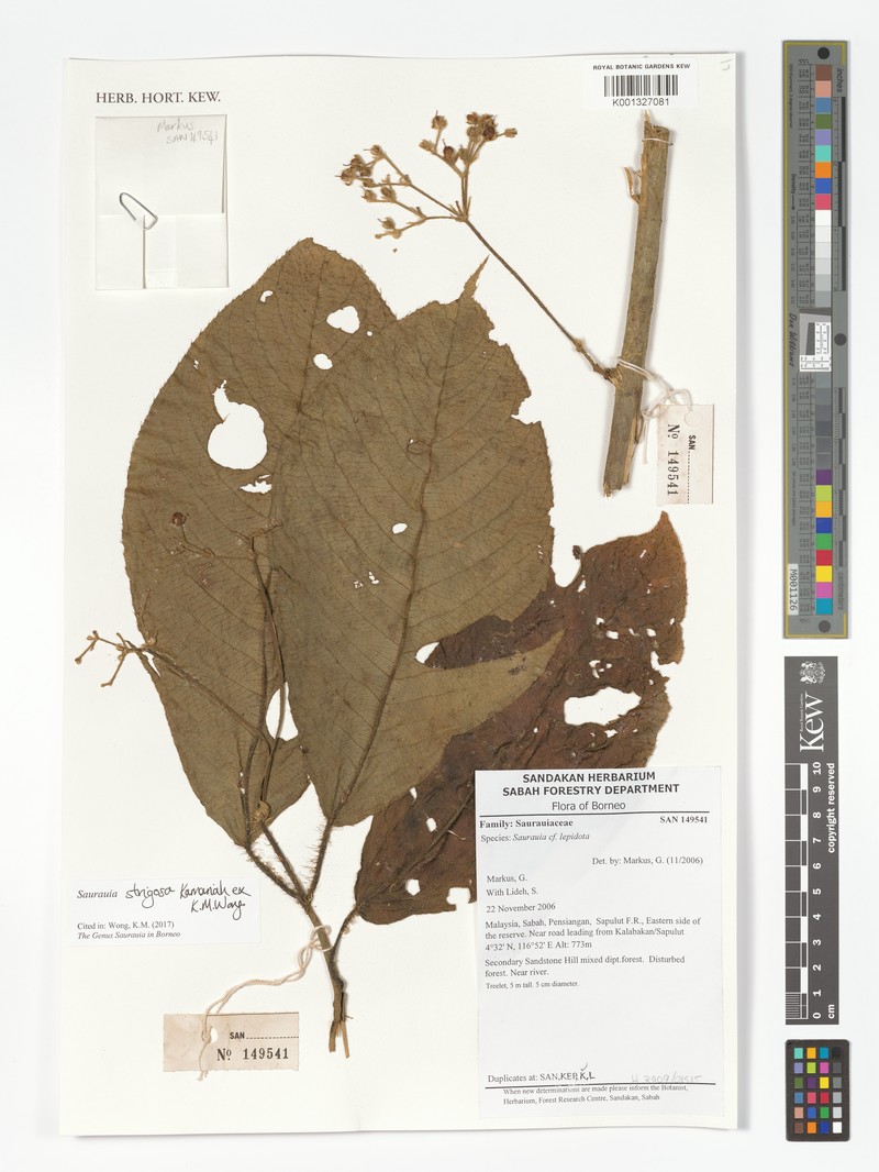 Saurauia strigosa