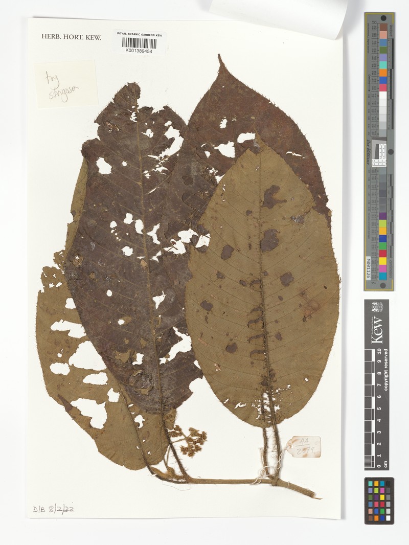 Saurauia strigosa photo 2