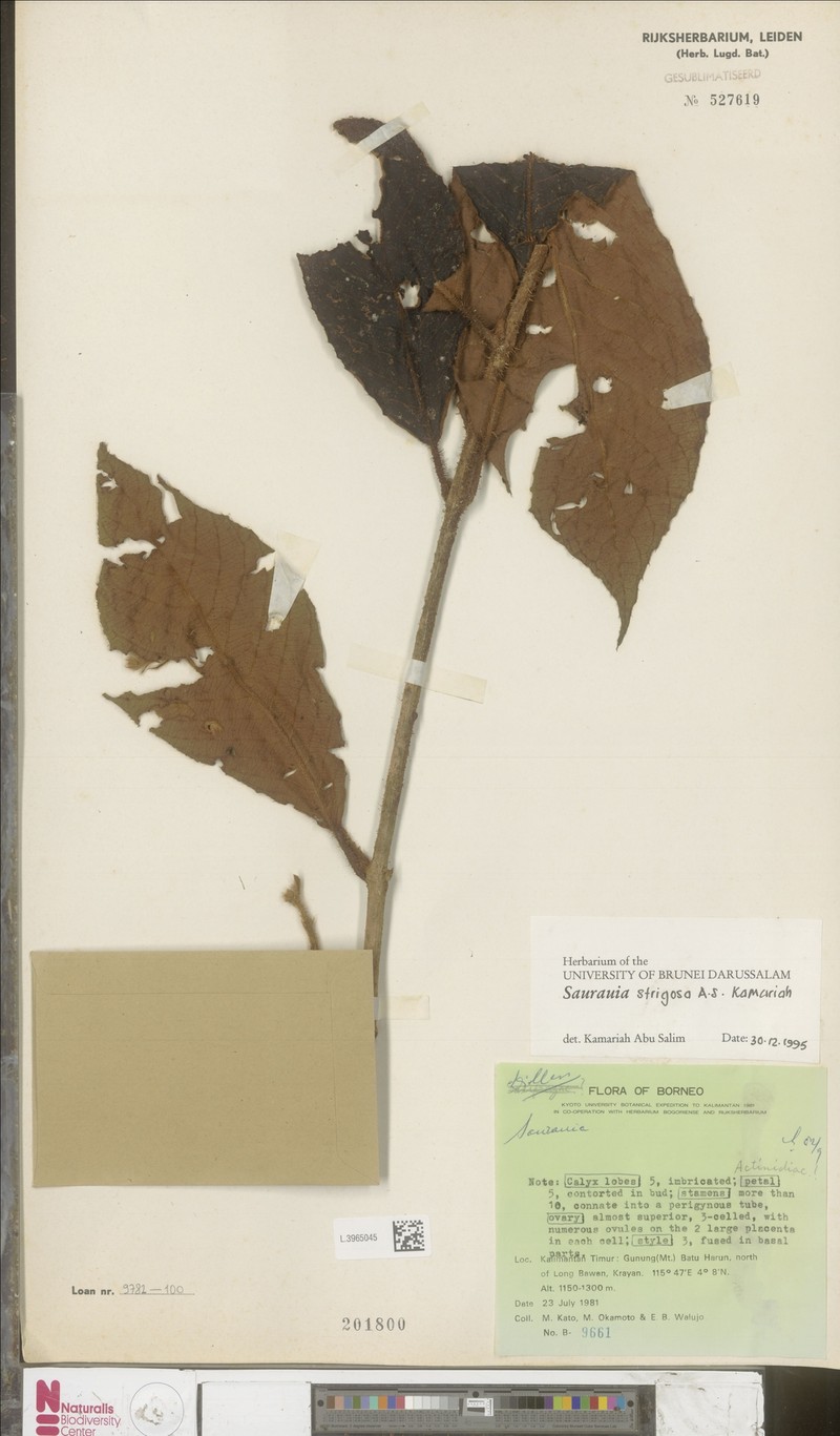 Saurauia strigosa photo 3