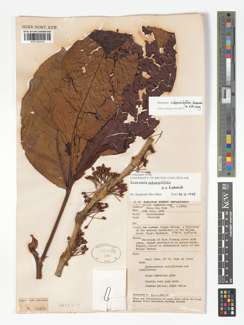 Saurauia subsessilifolia