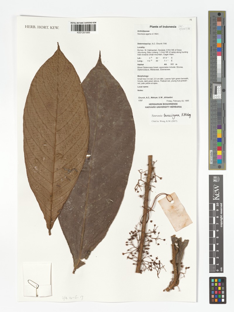 Saurauia tenuicyma