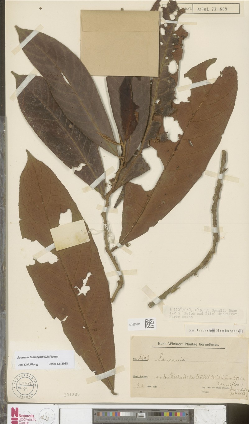 Saurauia tenuicyma photo 2
