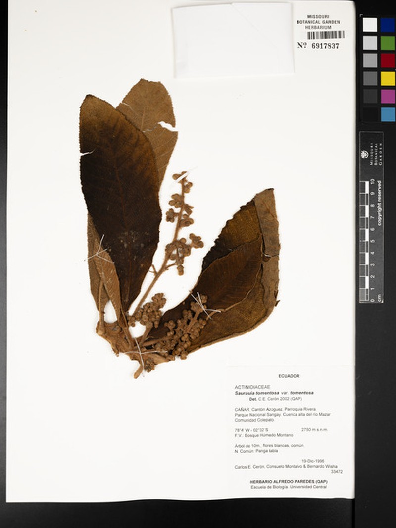 Saurauia tomentosa var. tomentosa