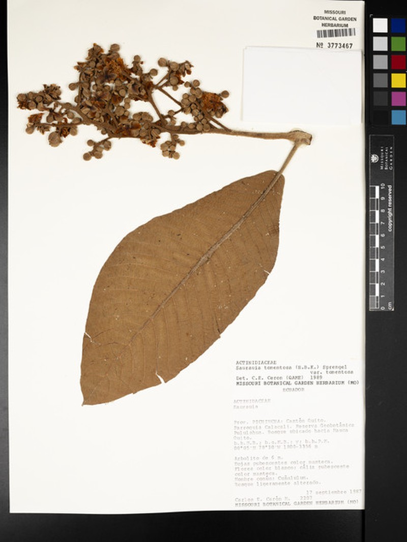 Saurauia tomentosa var. tomentosa photo 2