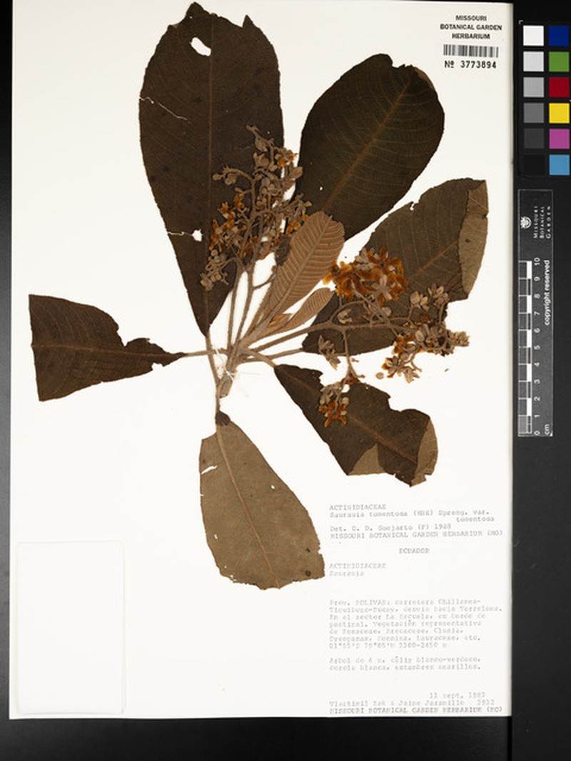 Saurauia tomentosa var. tomentosa photo 3