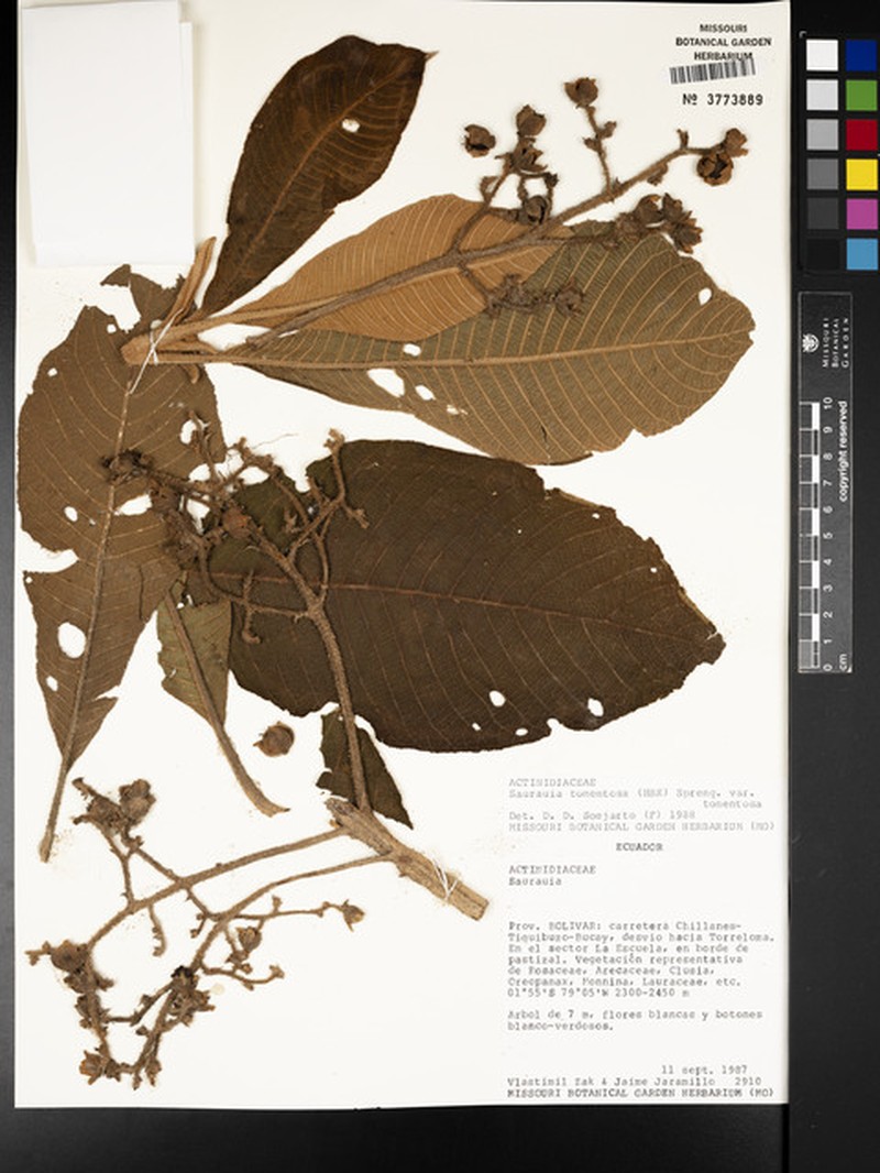 Saurauia tomentosa var. tomentosa photo 4