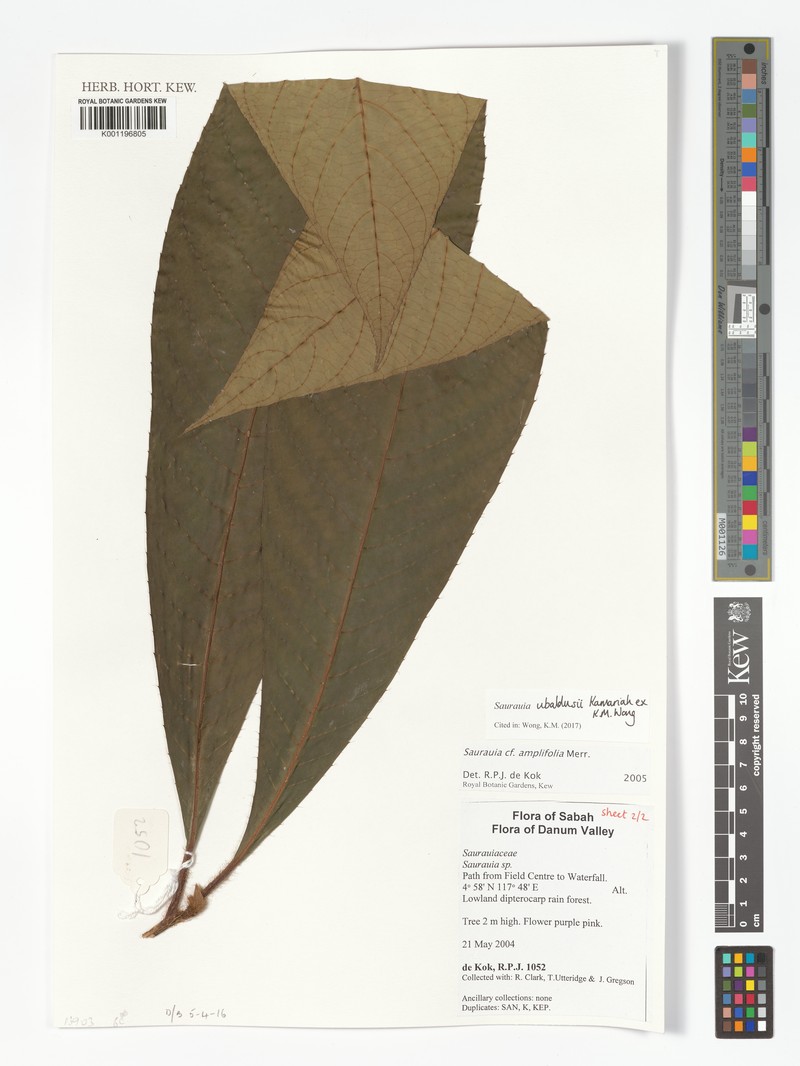 Saurauia ubaldusii
