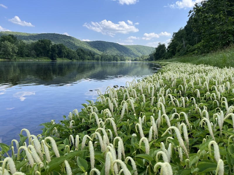 Lizard's Tail photo 2