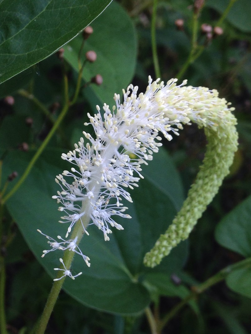 Lizard's Tail photo 3