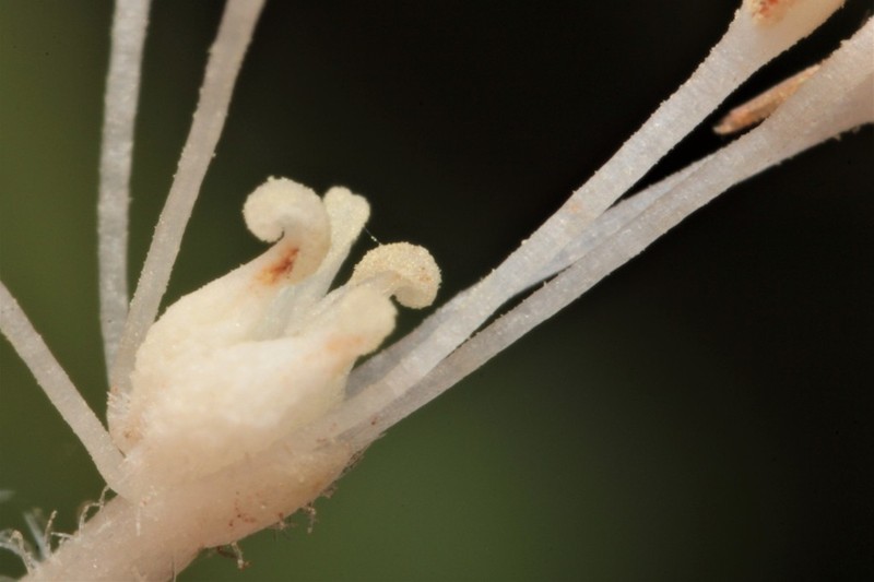 Lizard's Tail photo 4