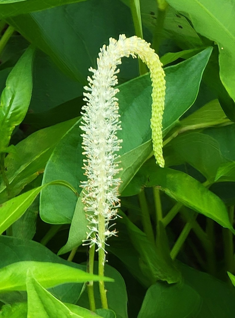 Lizard's Tail photo 6