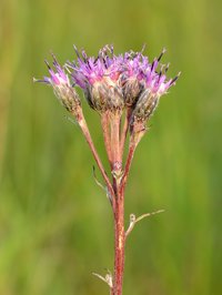Saussurea alpina
