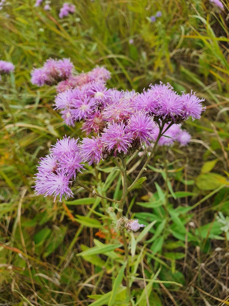 Saussurea photo 2