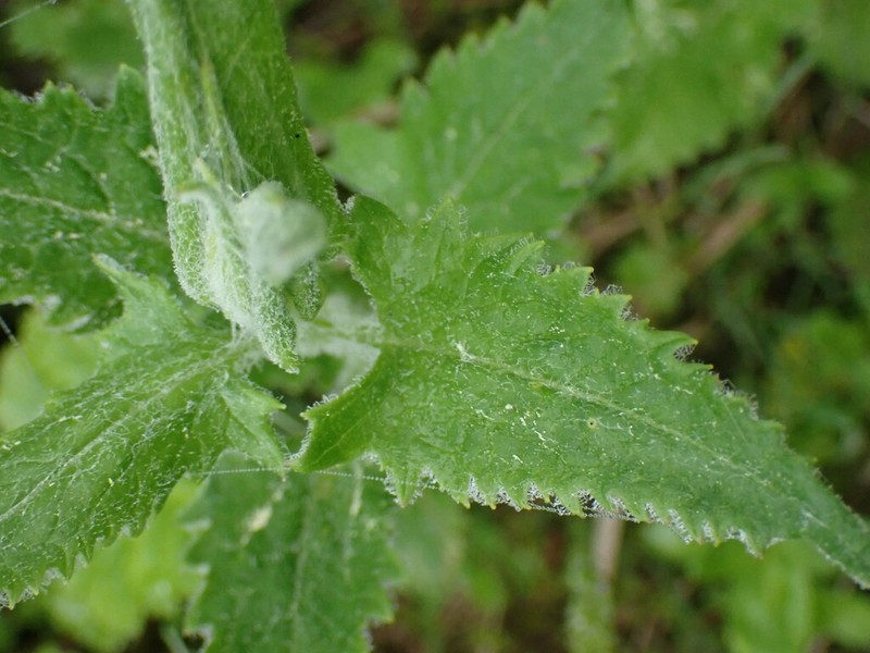 American Saw-Wort photo 2
