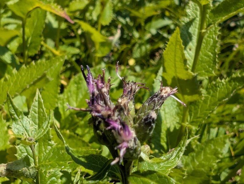 American Saw-Wort photo 3