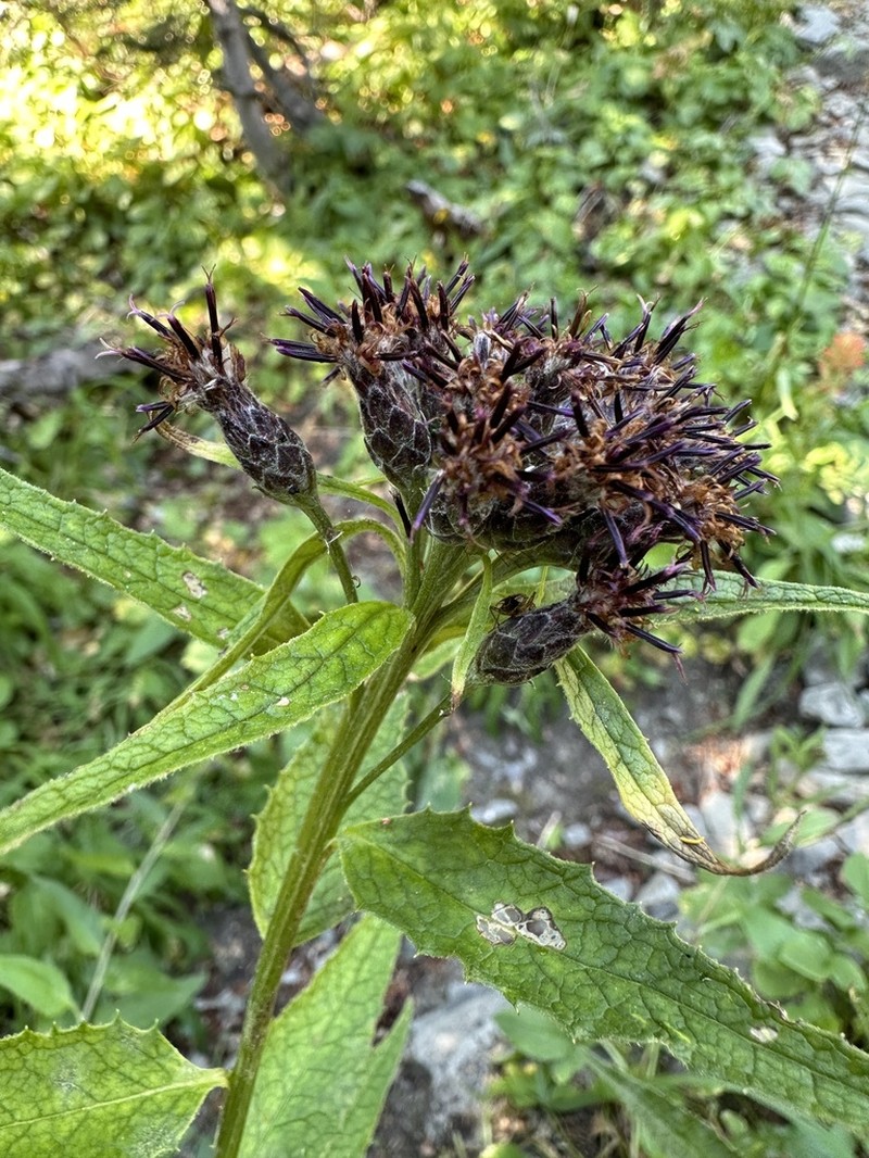 American Saw-Wort photo 4