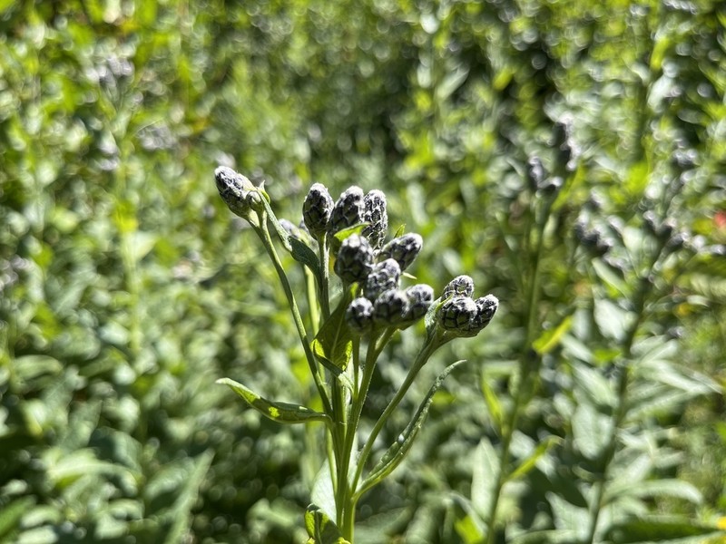 American Saw-Wort photo 5