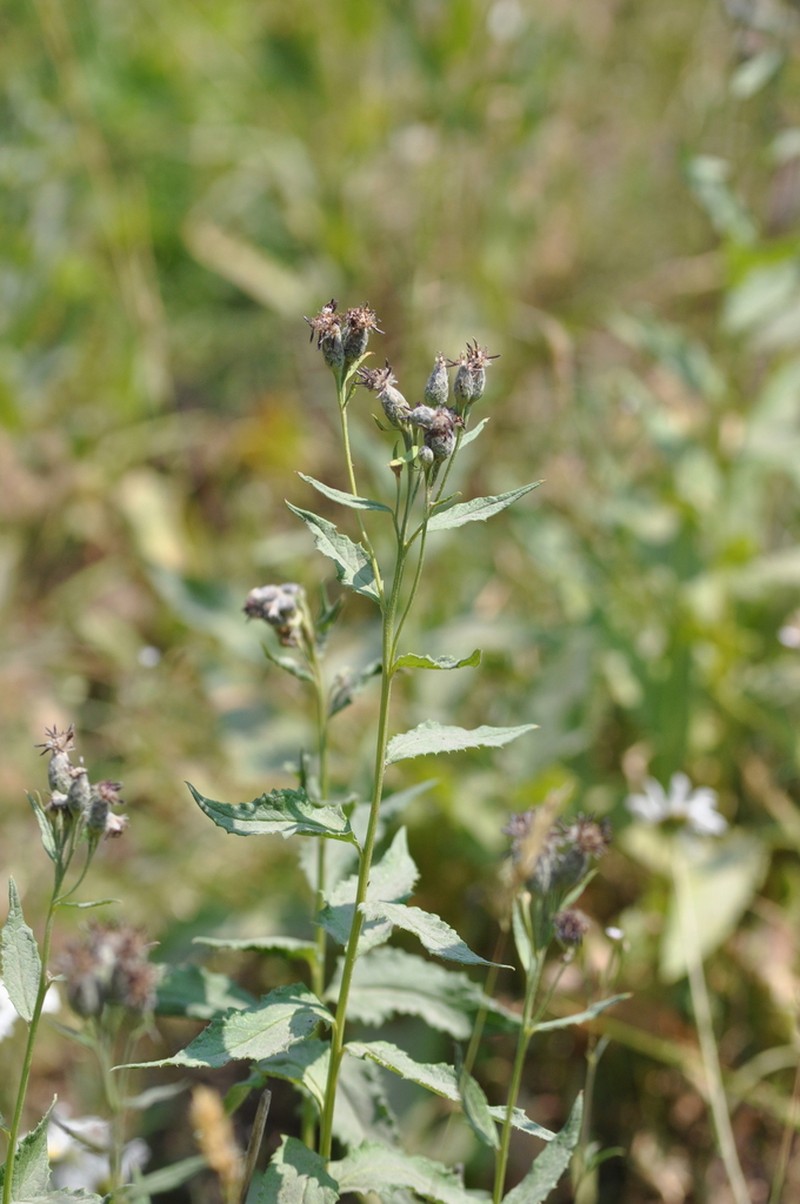 American Saw-Wort photo 6