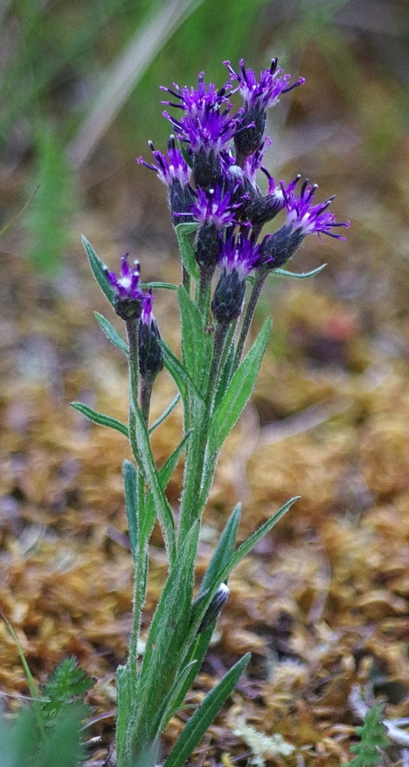 Narrowleaf Saw-Wort photo 7