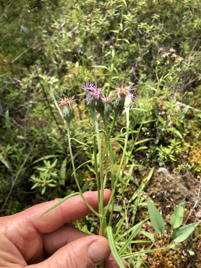 Saussurea angustifolia var. angustifolia