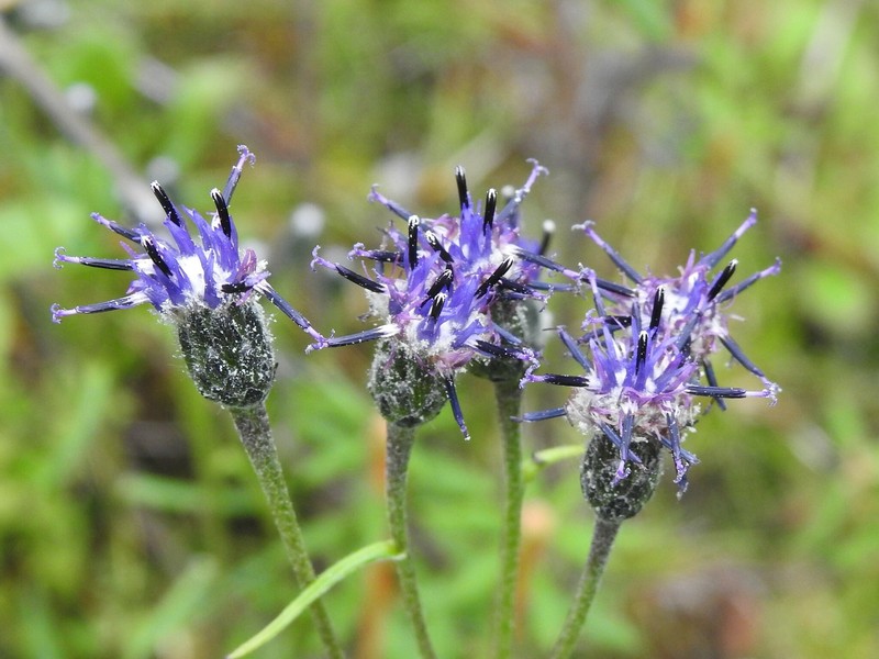 Saussurea angustifolia var. angustifolia photo 2