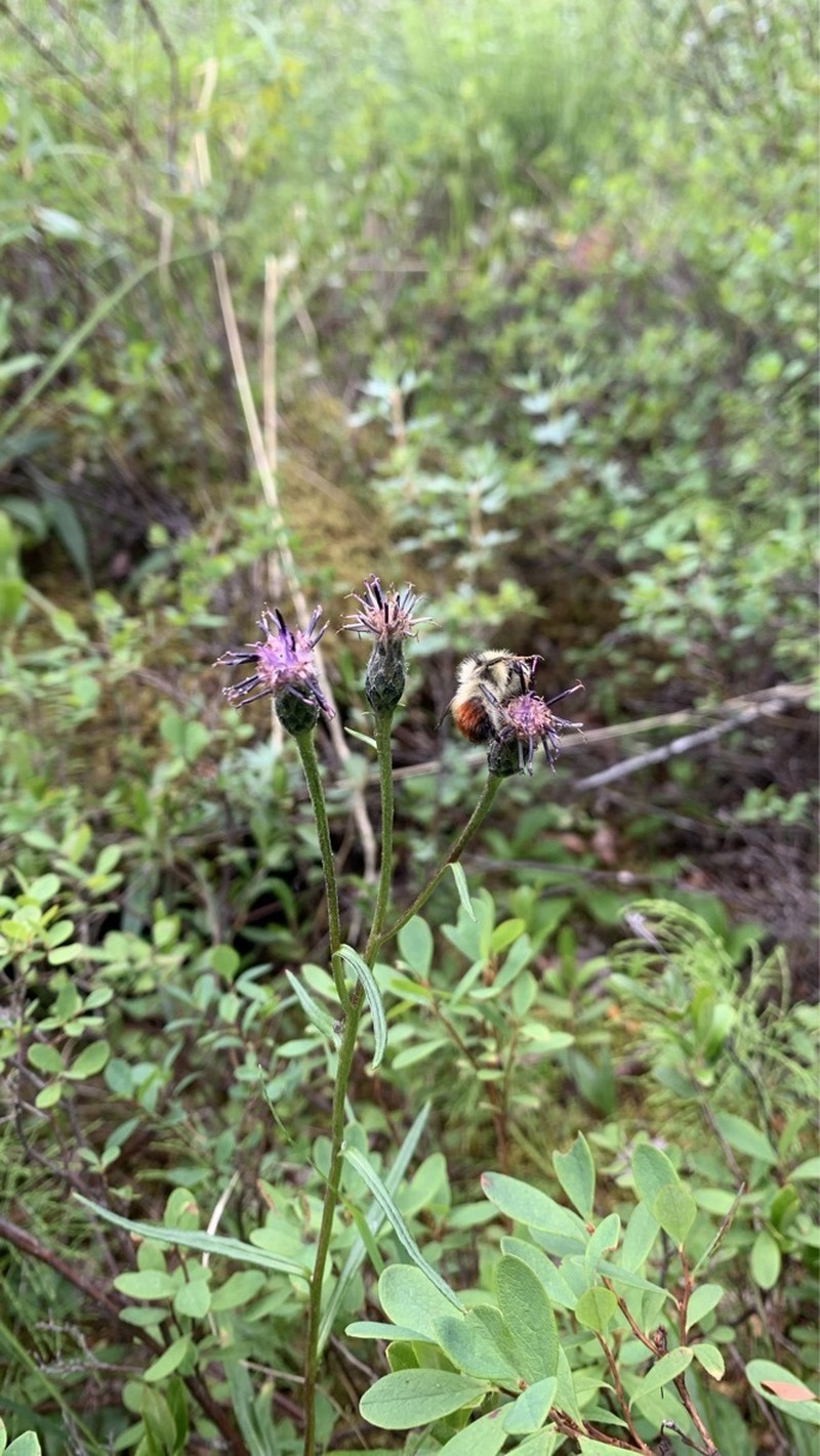Saussurea angustifolia var. angustifolia photo 3