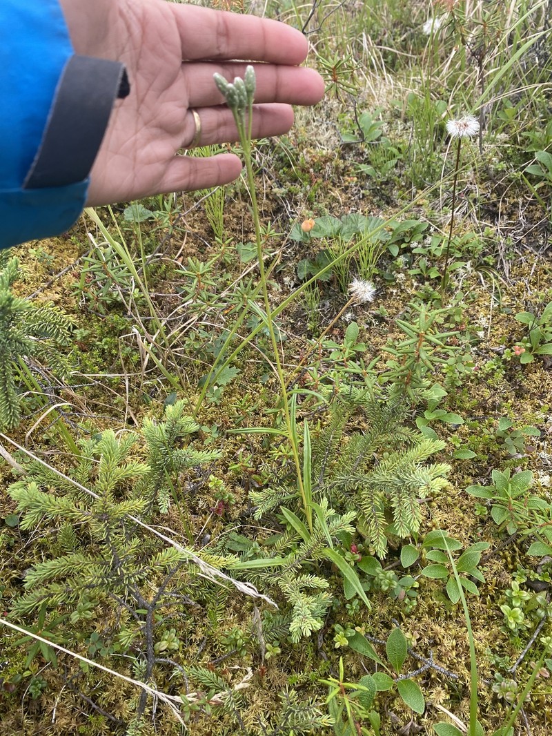 Saussurea angustifolia var. angustifolia photo 5