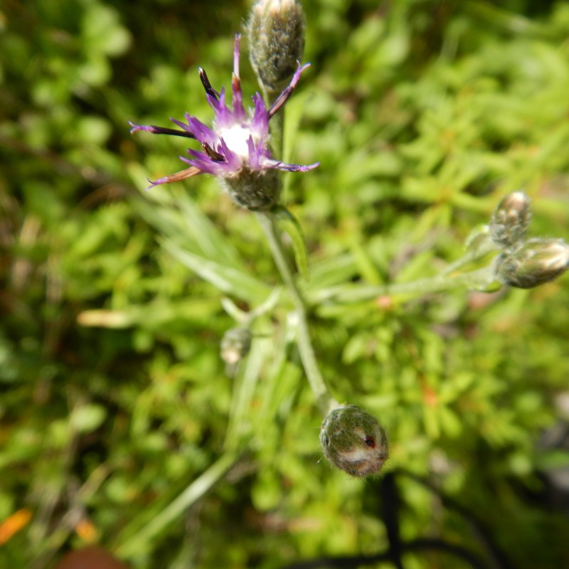 Saussurea angustifolia var. angustifolia photo 6