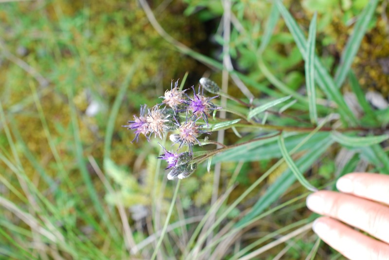 Saussurea angustifolia var. angustifolia photo 7