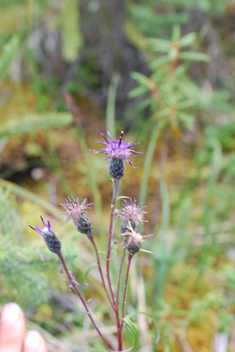 Saussurea angustifolia var. angustifolia photo 8
