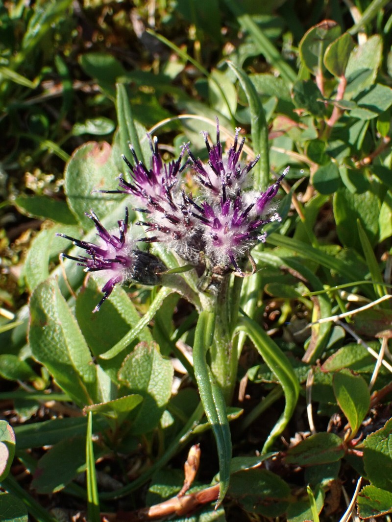Saussurea angustifolia var. yukonensis
