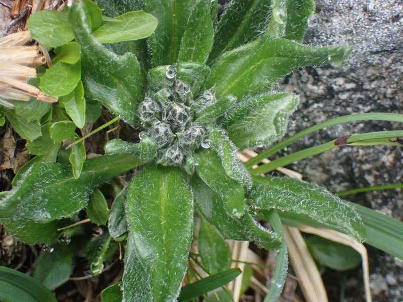Saussurea angustifolia var. yukonensis photo 2