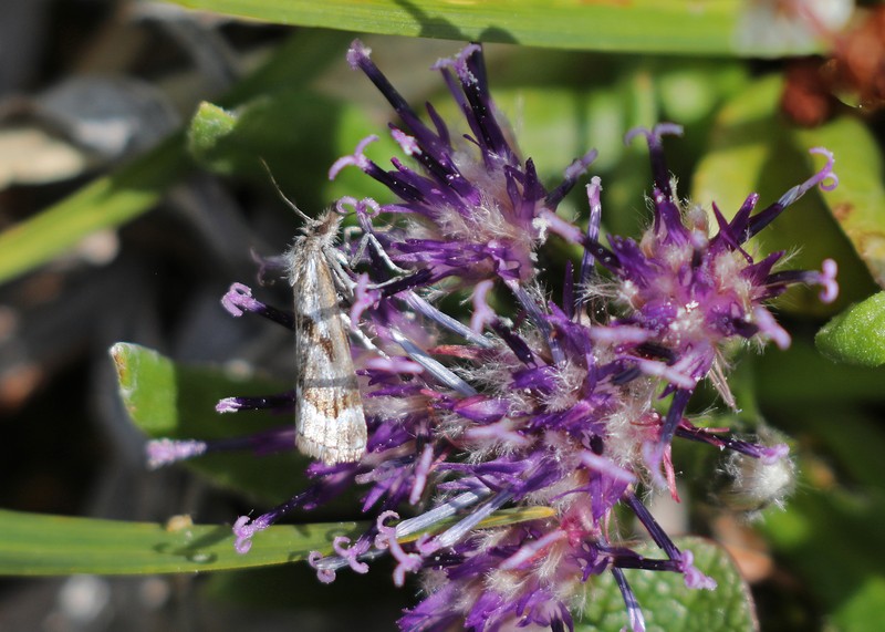 Saussurea angustifolia var. yukonensis photo 3