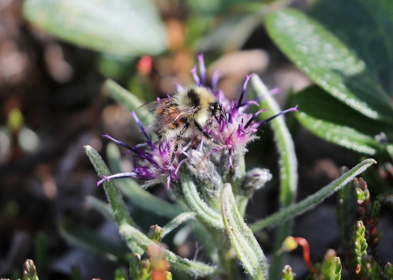 Saussurea angustifolia var. yukonensis photo 4