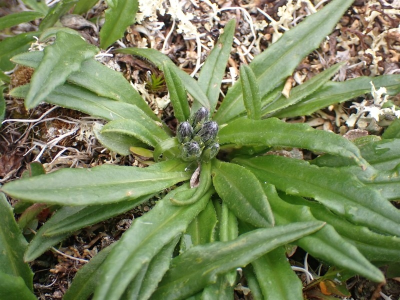 Saussurea angustifolia var. yukonensis photo 6