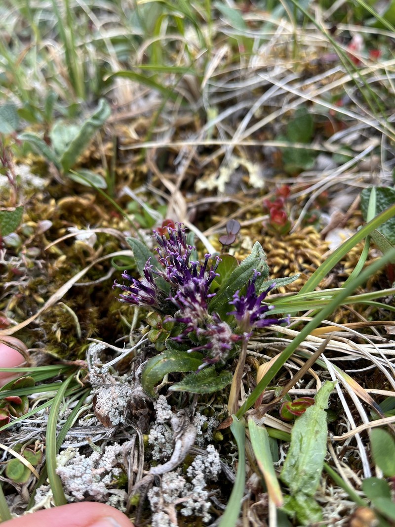 Saussurea angustifolia var. yukonensis photo 7