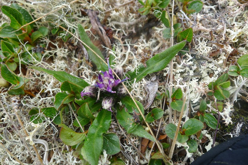 Saussurea angustifolia var. yukonensis photo 8