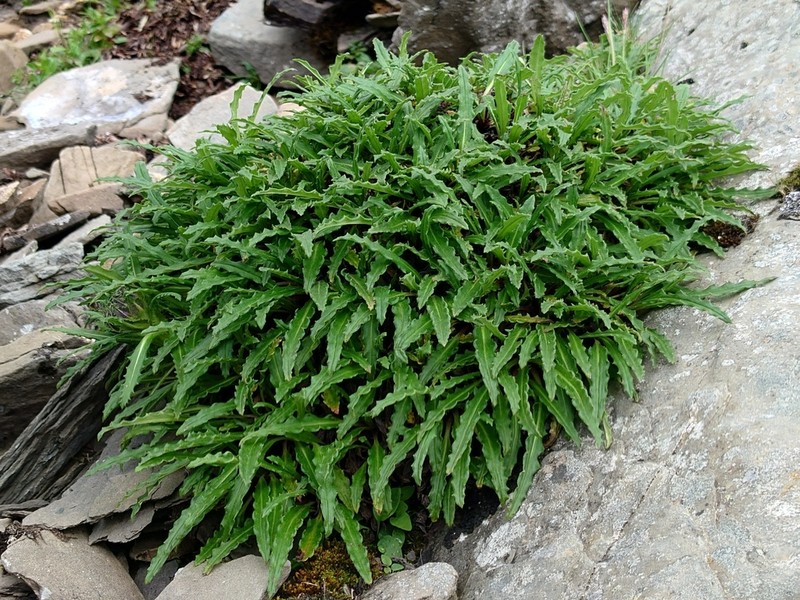 Saussurea balangshanensis