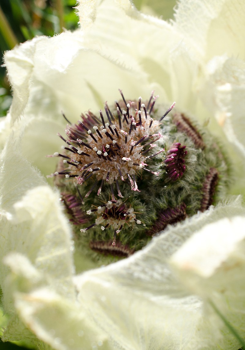 Saussurea bogedaensis