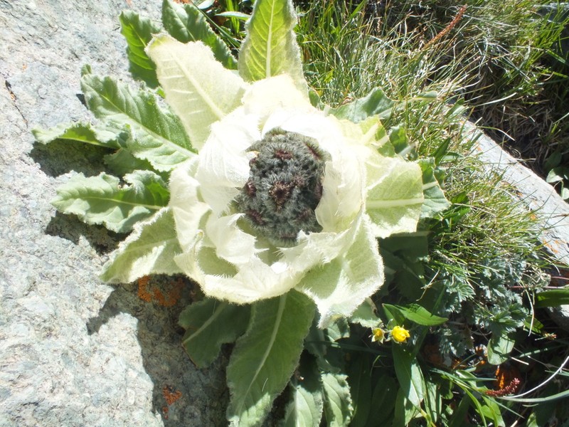 Saussurea bogedaensis photo 4